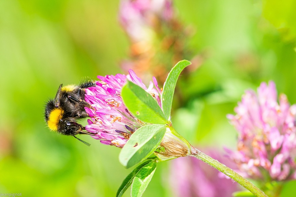 N9 bourdon des jardin.JPG