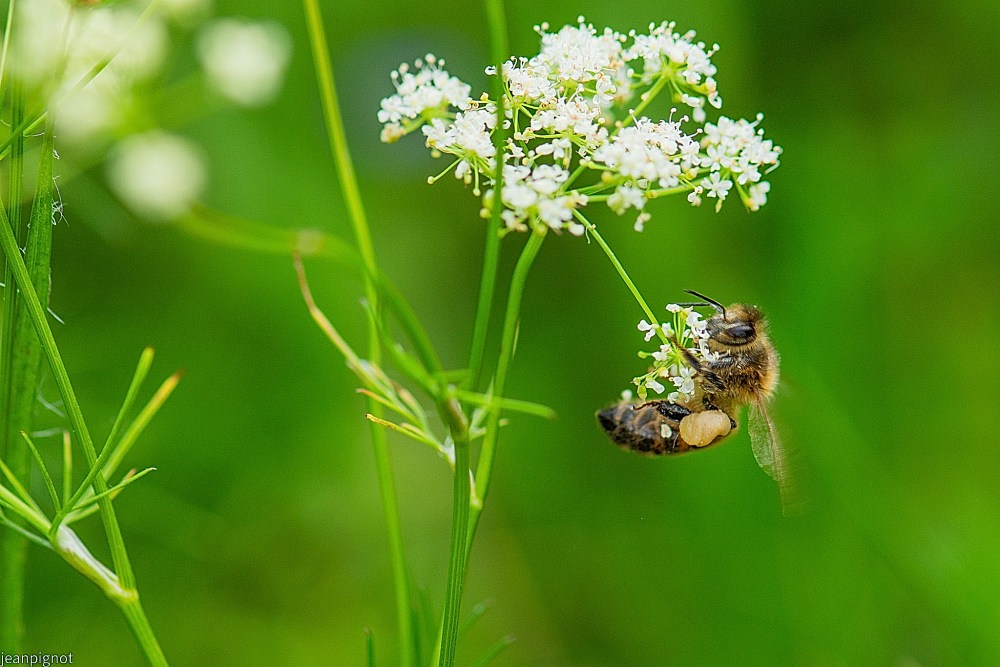 N4 abeille a miel.JPG