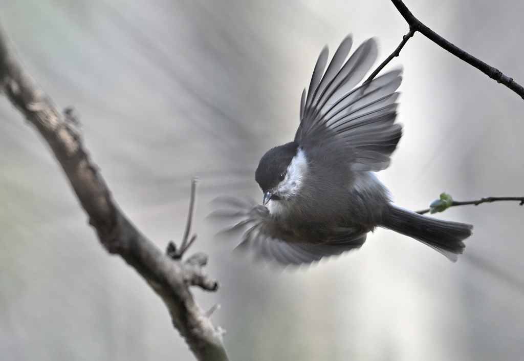 ZSC_8327.jpg