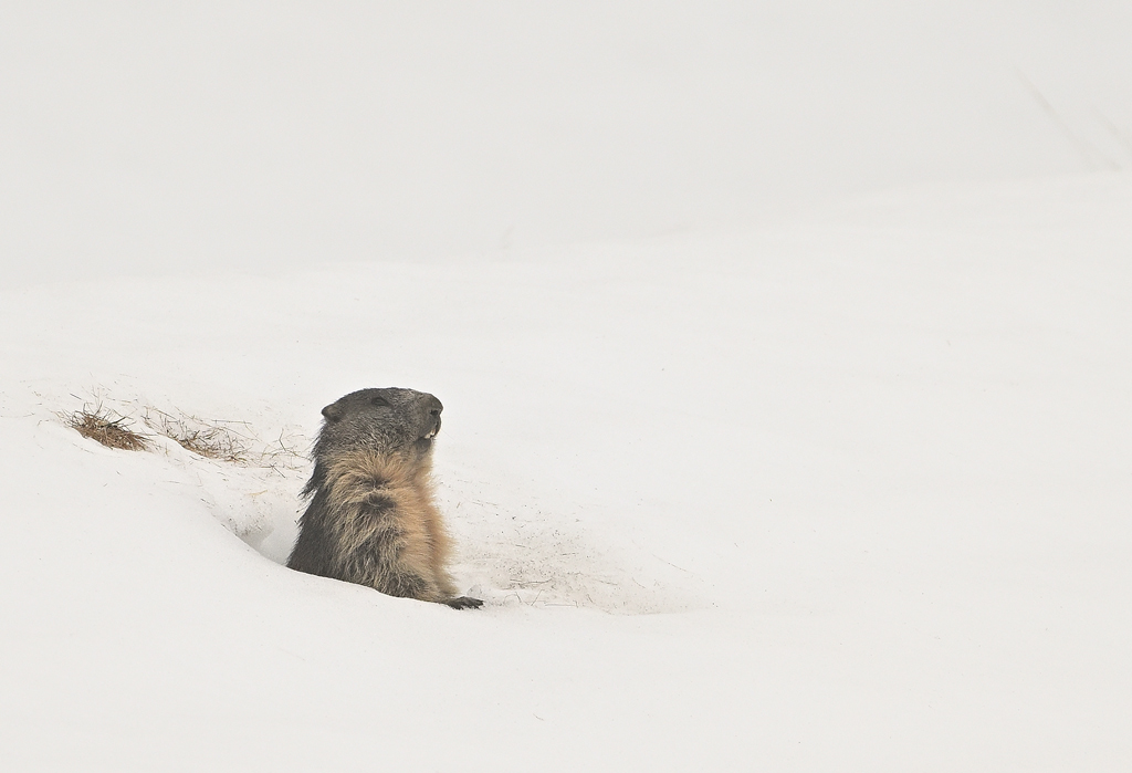 ZSC_8423.jpg
