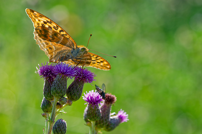 DSC_4737_DxO.jpg