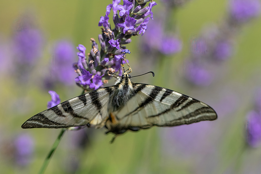 Papillon AD2.jpg
