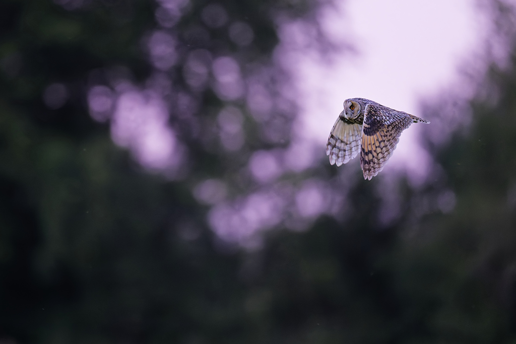 DSC_4778_DxO_1.jpg