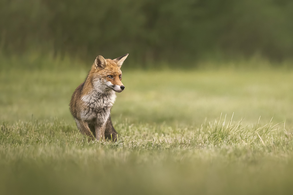 renard2.jpg