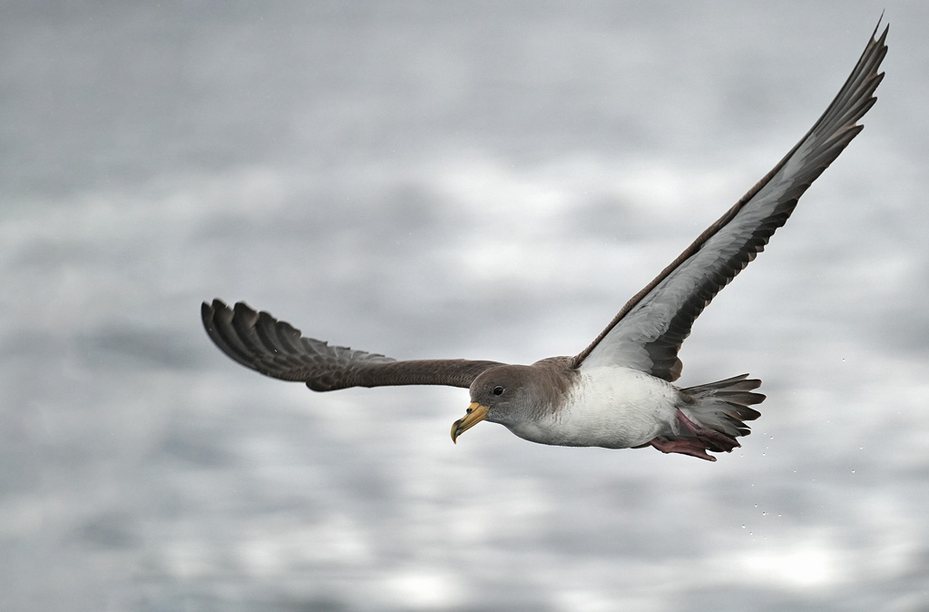 A7504091-z.jpg