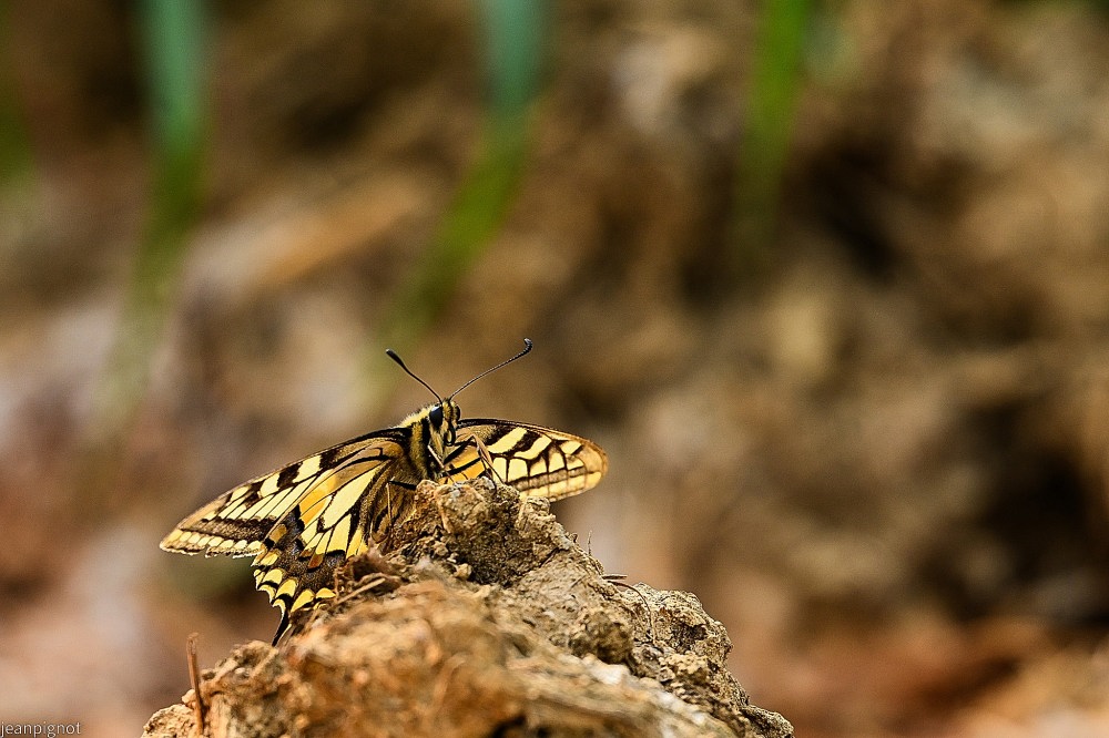 N7 un papillon pour changer le grand macaon.JPG