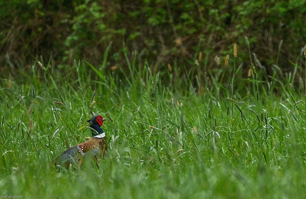 DSC_4670_001DSC_4670.JPG