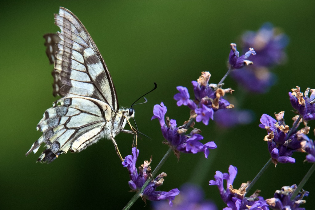 MACHAON (12) (Copier).jpg