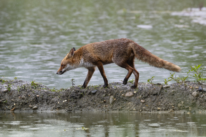 Renard 2026_2.jpg