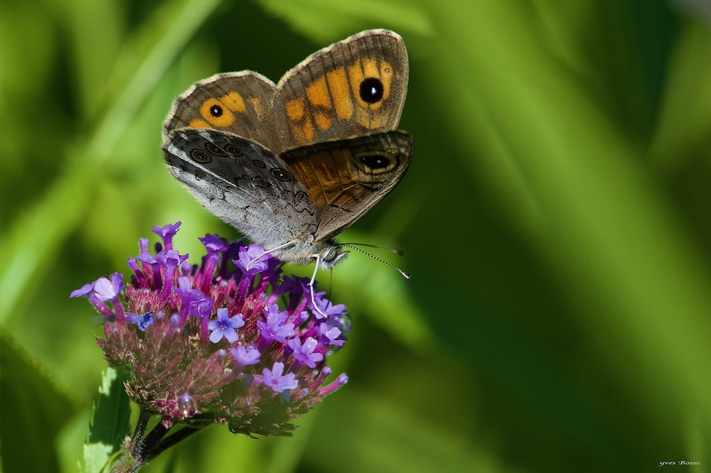papillon mégère copie.jpeg