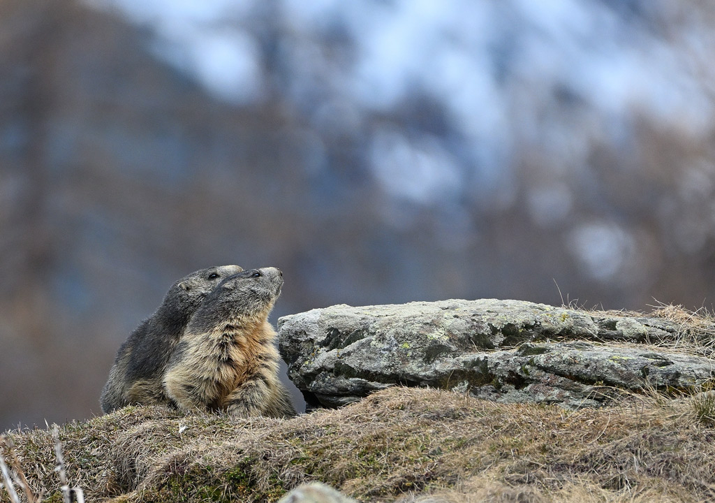 ZSC_8633.jpg