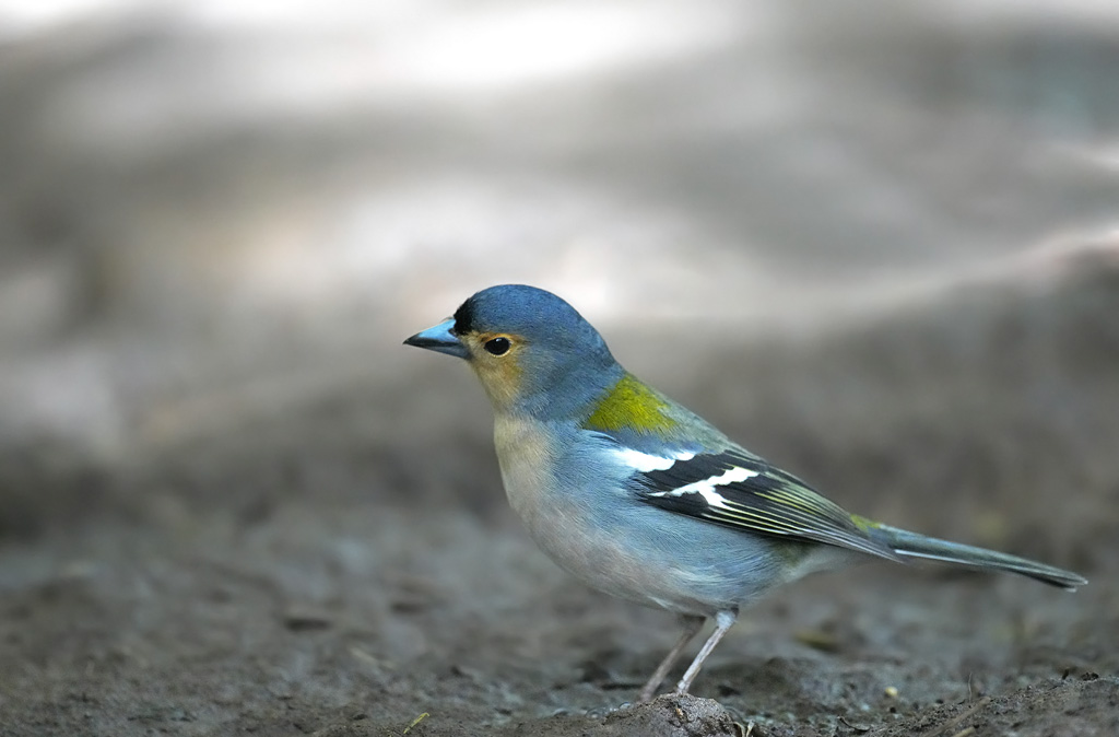 A7504271-f.jpg