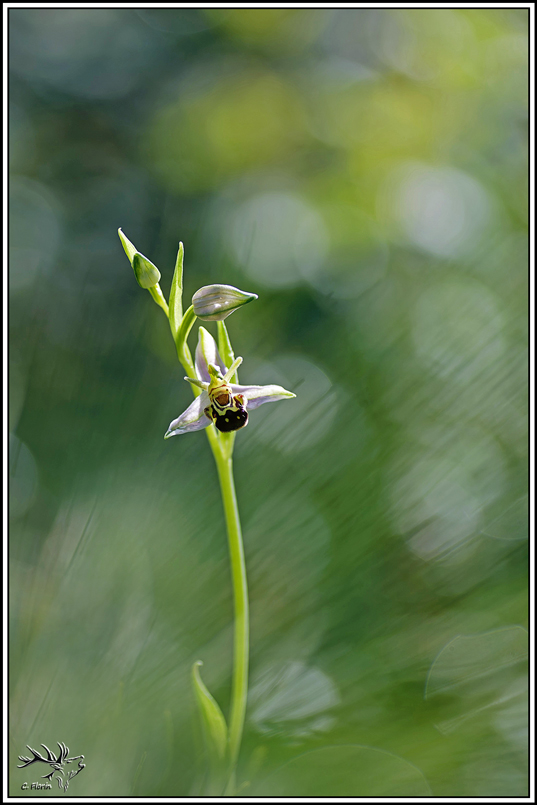 flore(1360)Ophrys_abeille(Ophrys_apifera).jpg