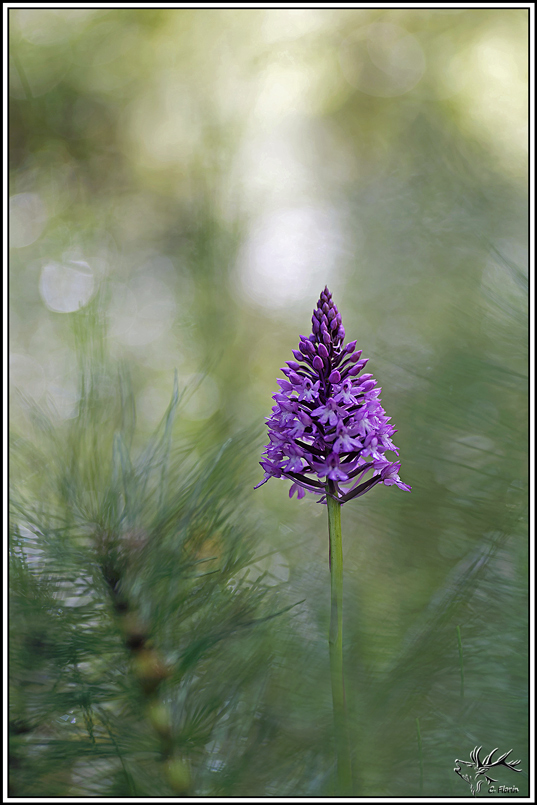 flore(1361)Orchis_pyramidal(Anacamptis_pyramidalis).jpg