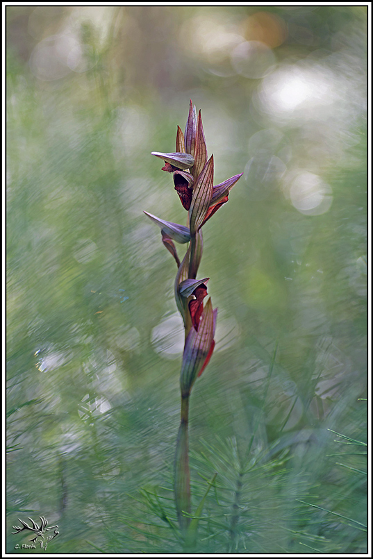 flore(1362)Serapias_à_labelle_allongé(Serapias_vomeracea).jpg