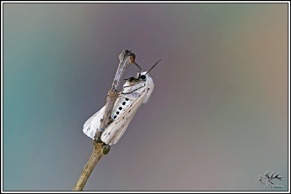 Écaille_tigrée(Spilosoma_lubricipeda)(43_52).jpg