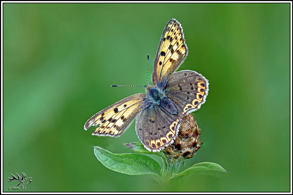 cuivre_fuligineux(Lycaena_tityrus)(1_3).jpg