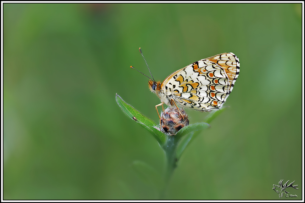 melitee_des_centaurees(Melitaea-phoebe)(22).jpg