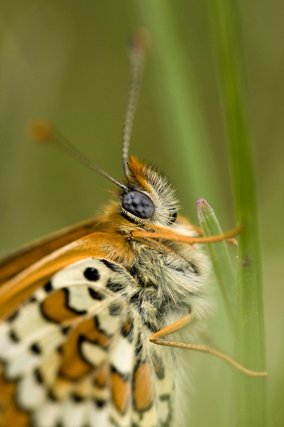 100205Papillon2.JPG