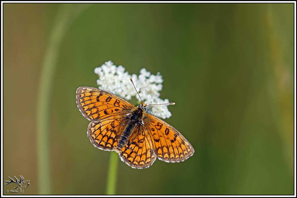 melitee_des_scabieuses(Mellicta_parthenoides)(2).jpg