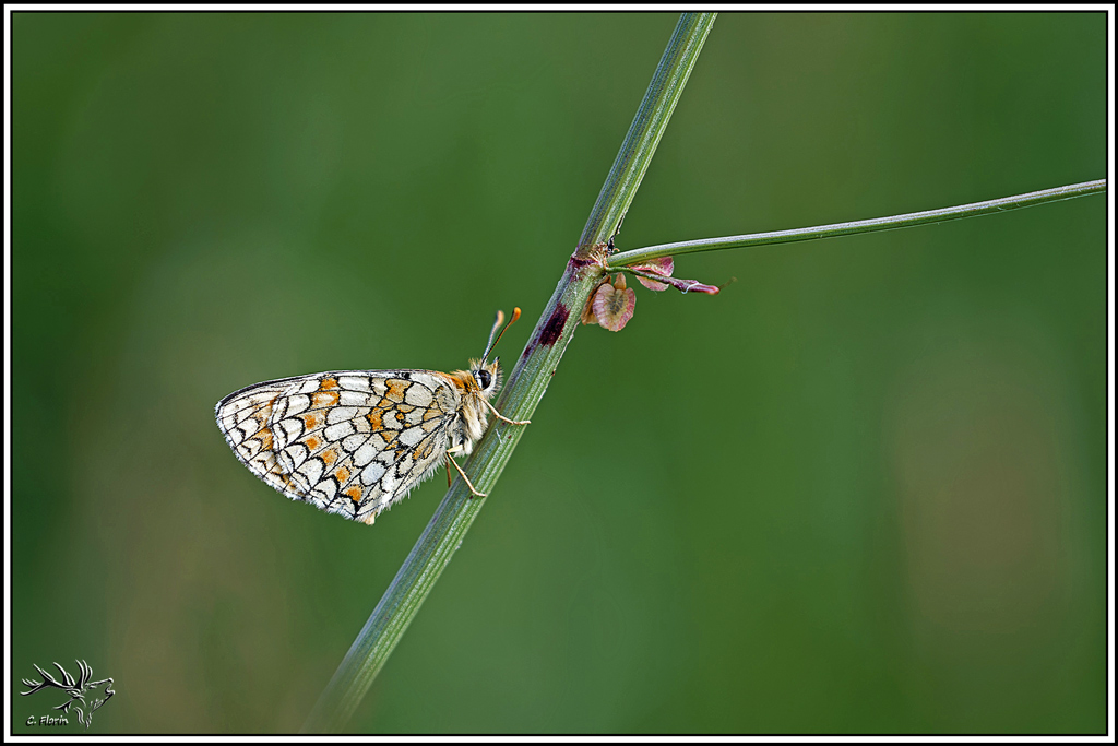 melitee_des_scabieuses(Mellicta_parthenoides)(3).jpg
