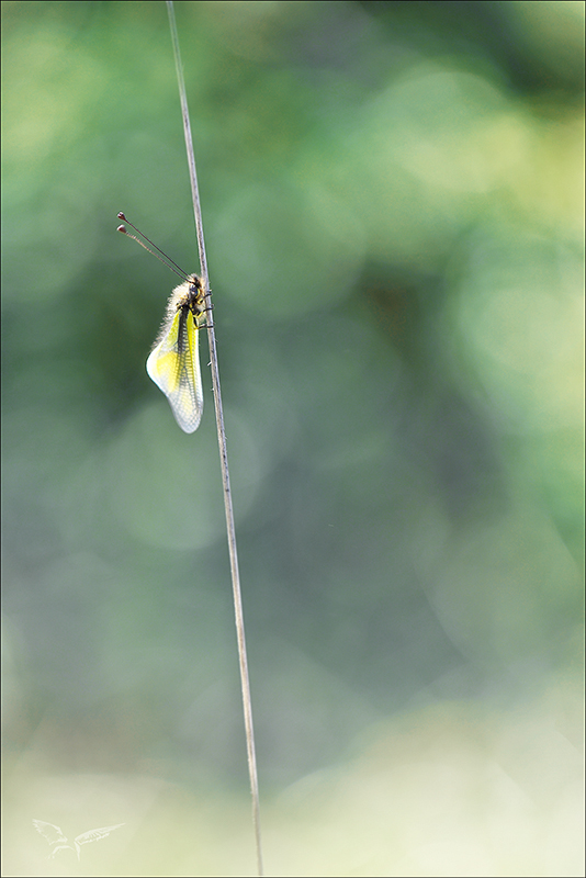 Ascalaphe _26.04.26-0002+.jpg