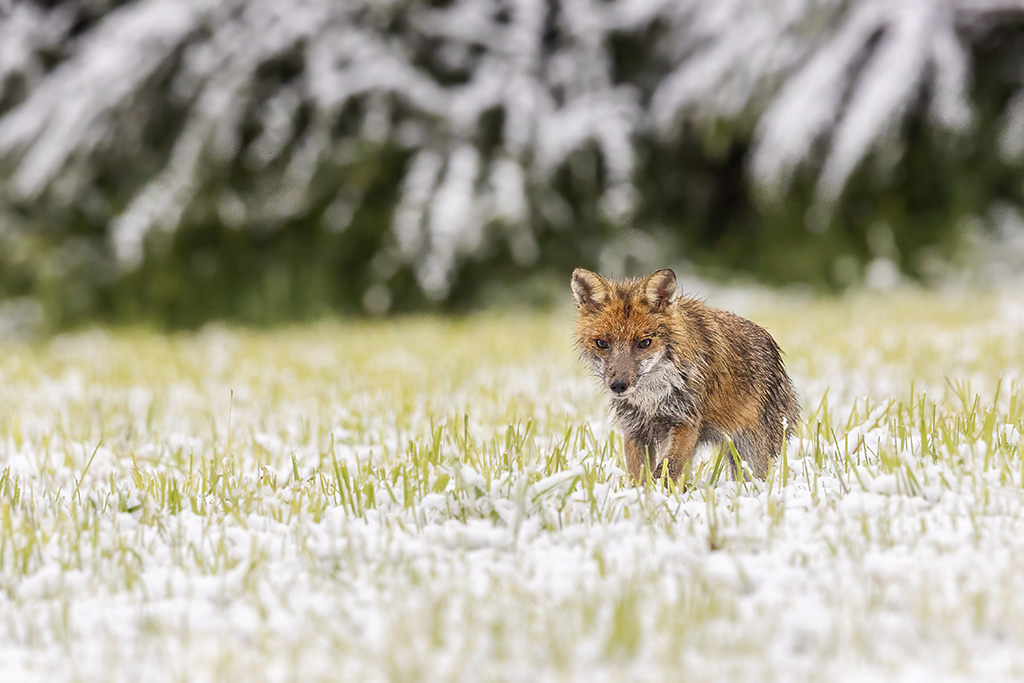 renard4.jpg