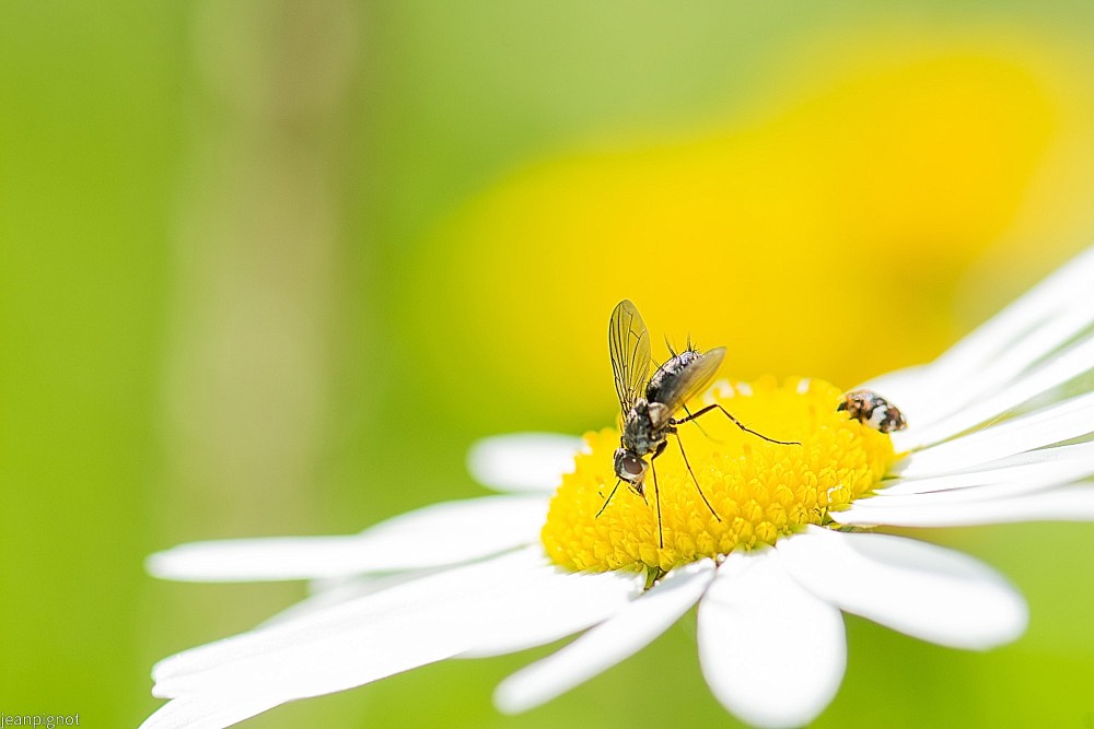 N5 mouche et anthréne.JPG
