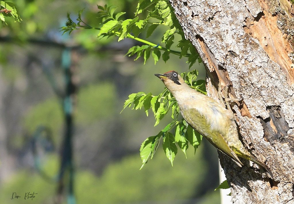 DSC_4034IN.jpg