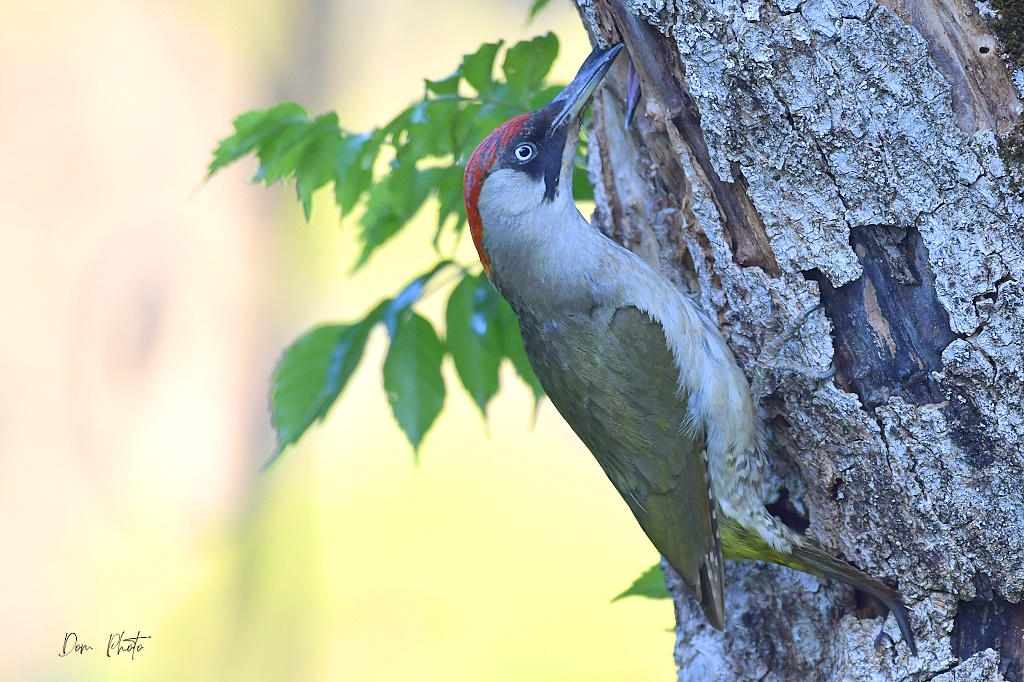 DSC_3910IN.jpg