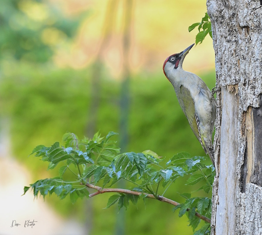 DSC_3917IN.jpg