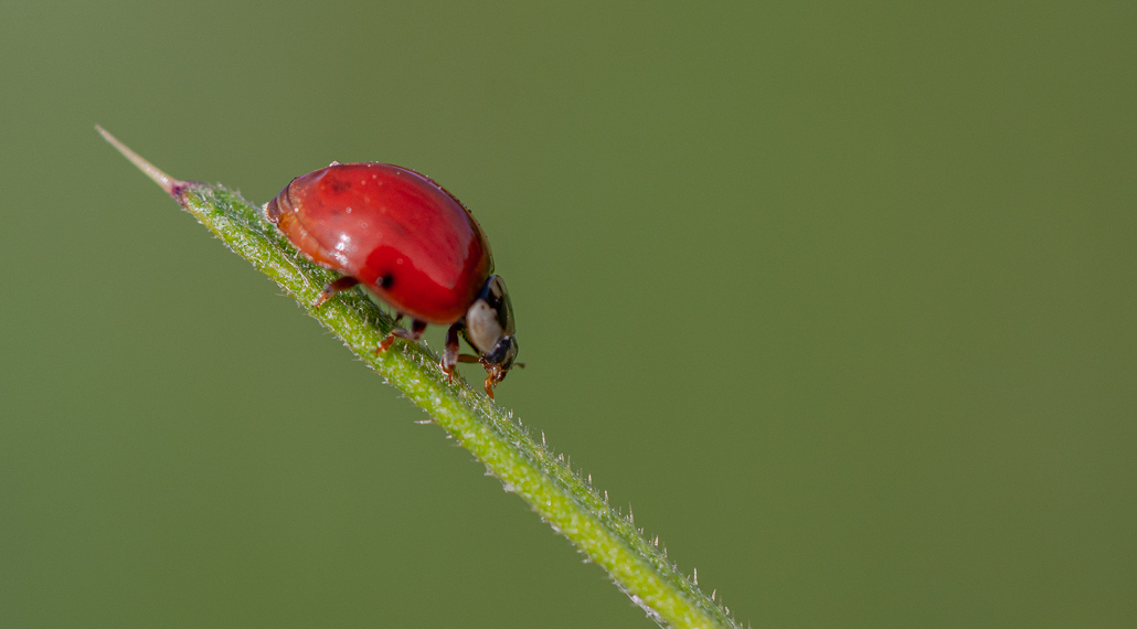 Coccinelle-1.jpg