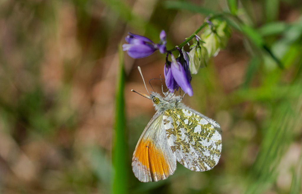Papillon Aurore -0--1.jpg