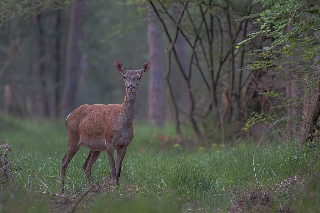 Biche 2.jpg