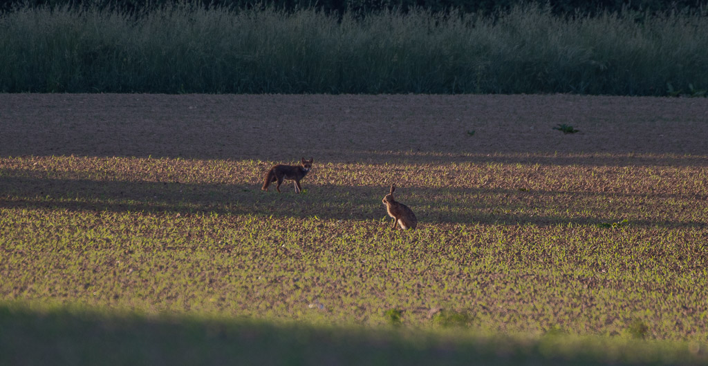 Le renard et le lièvre-1.jpg