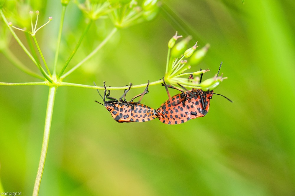 DSC_7546_001DSC_7546.JPG