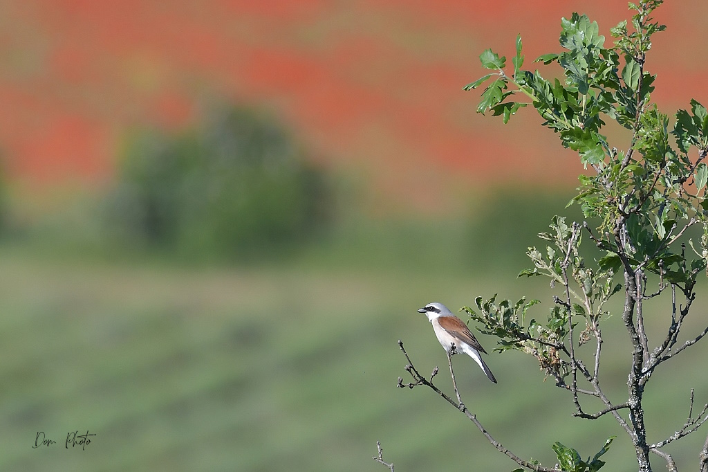 DSC_4135IN.jpg