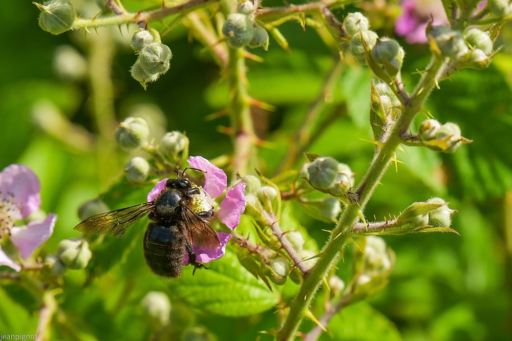N4 xylocope violet butinant.JPG