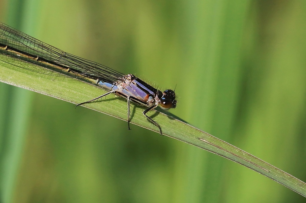IMG_ELEGANSX.JPG