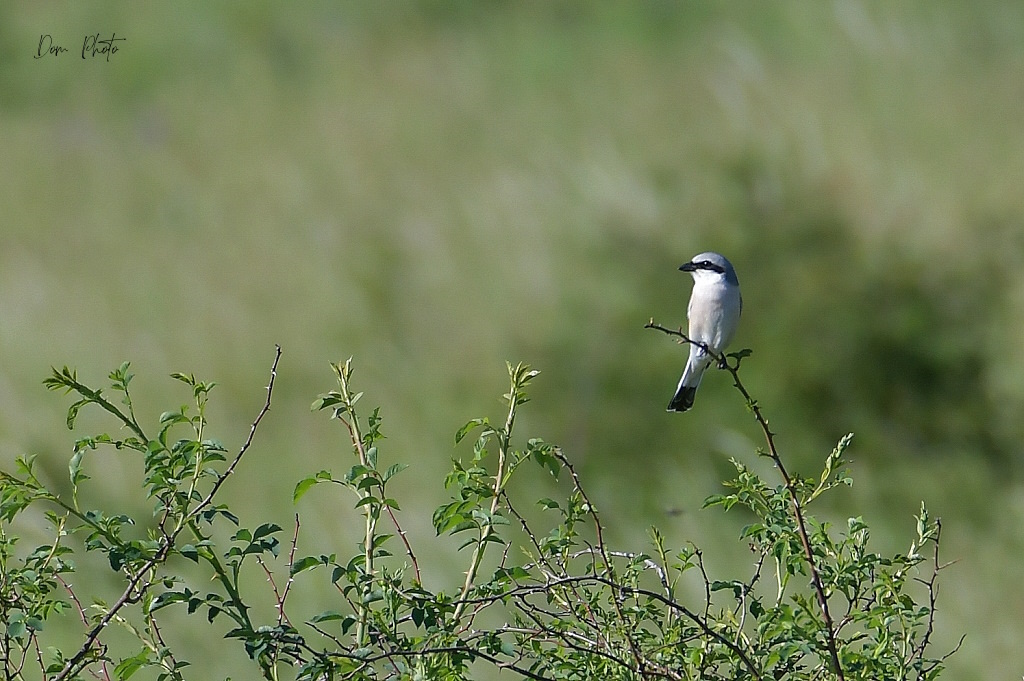 DSC_4150IN.jpg