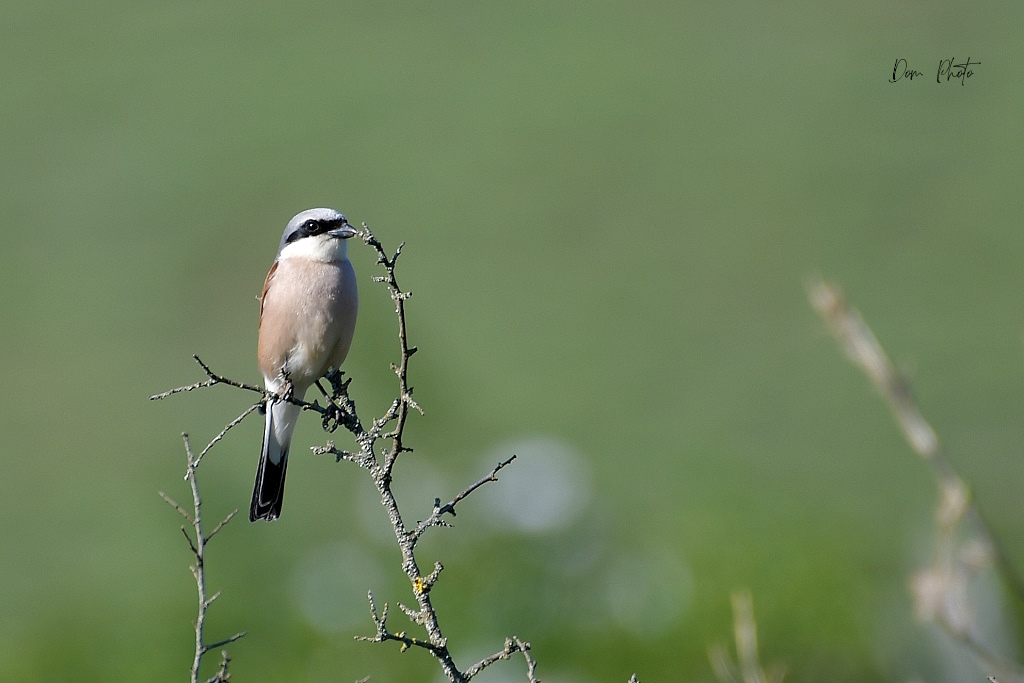 DSC_4116IN.jpg