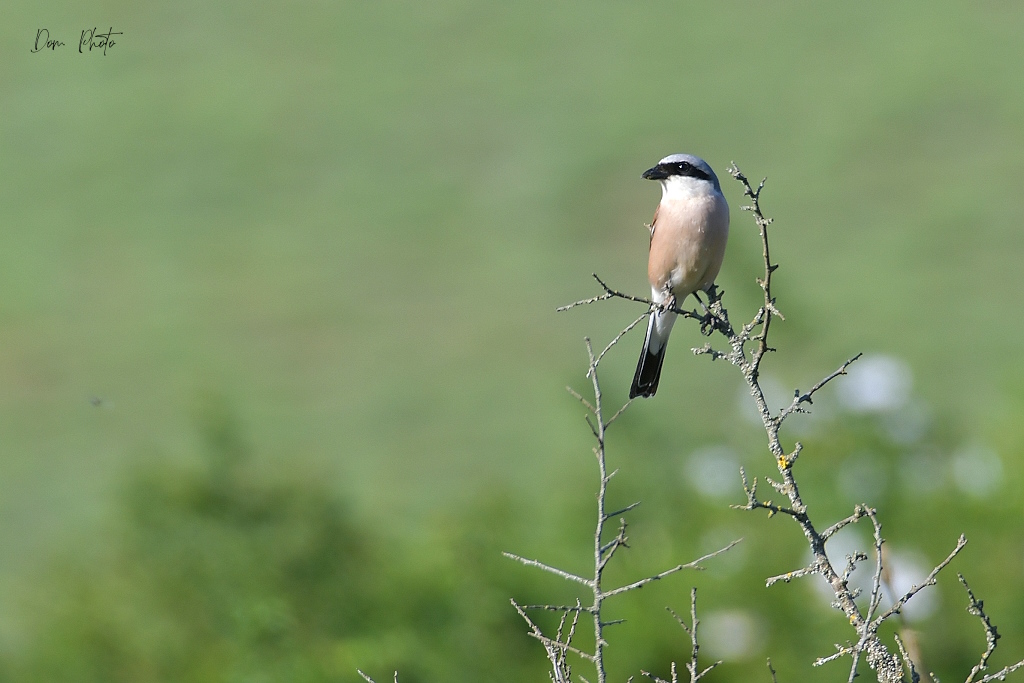DSC_4121IN.jpg