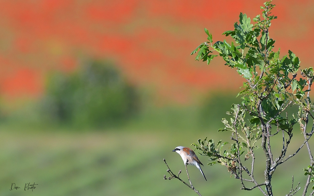DSC_4132IN.jpg