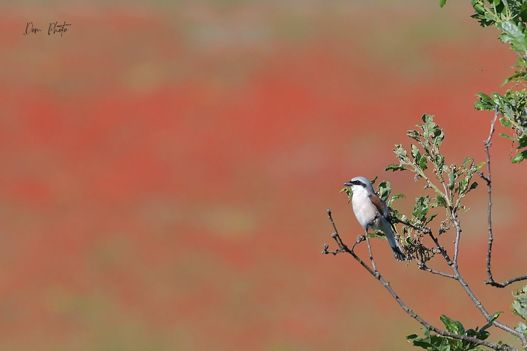 DSC_4139IN.jpg