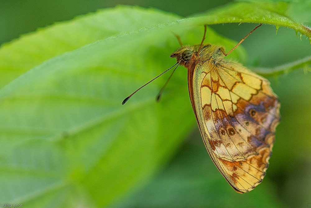 DSC_7572_001DSC_7572.JPG