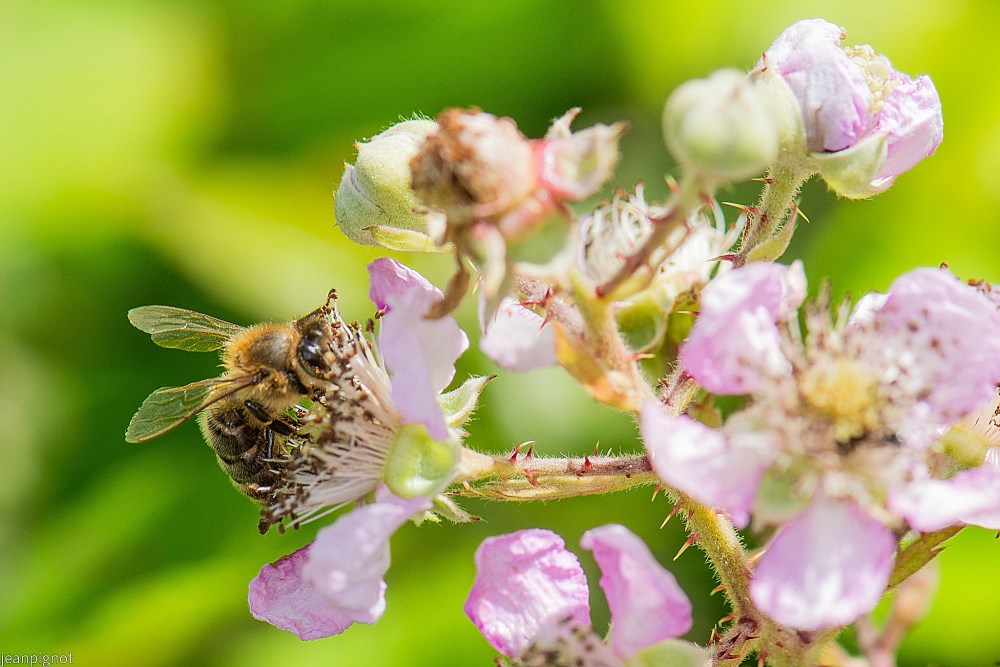 N10 abeille ouvriére.JPG