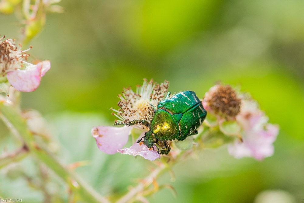 N8 cétoine dorée.JPG