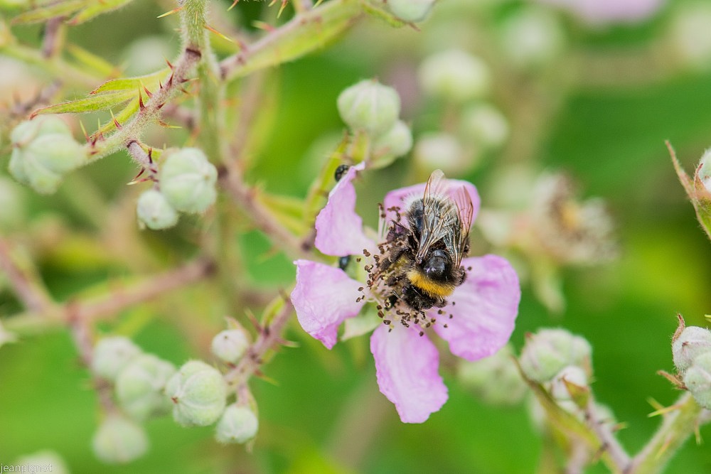 N7 bourdon des jardins.JPG
