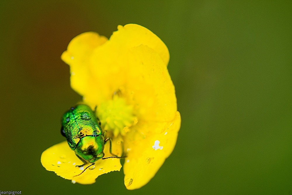 N4 en vert et jaune.JPG