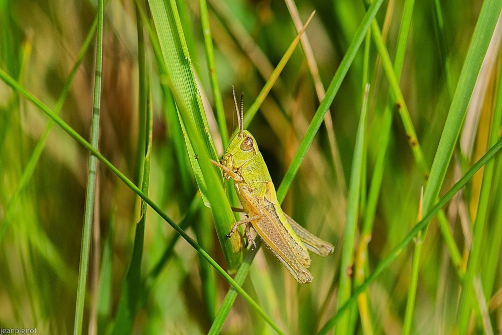 N3 criquet.JPG